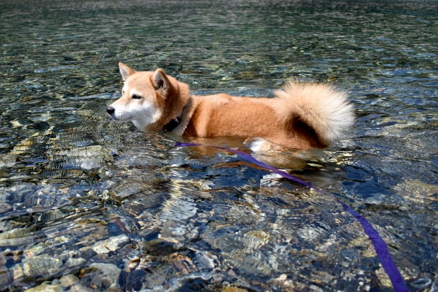 川に入る柴犬