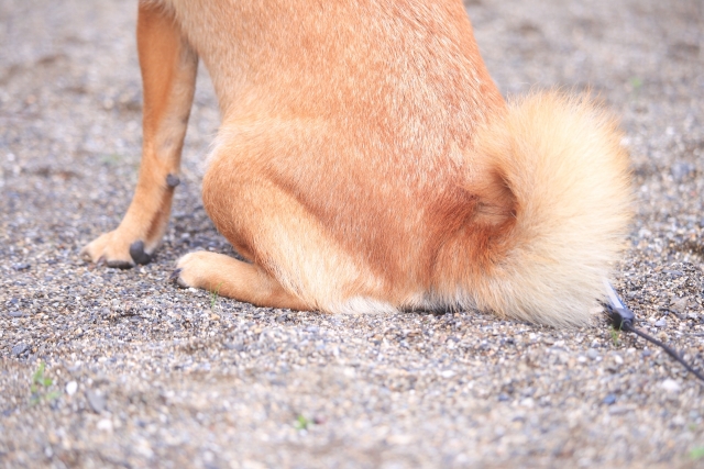 柴犬お尻