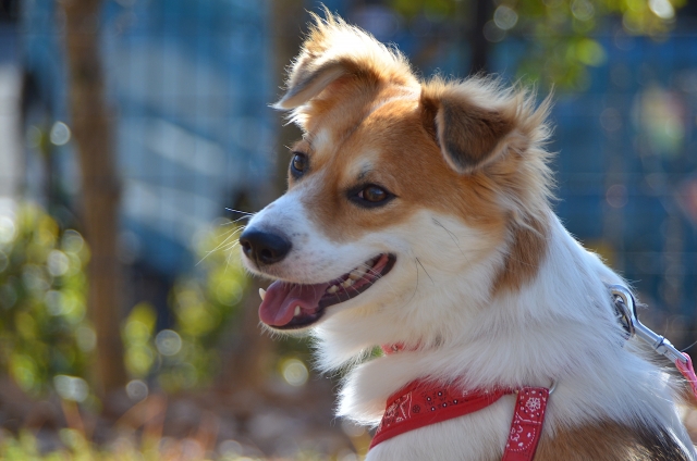 耳が折れている雑種犬