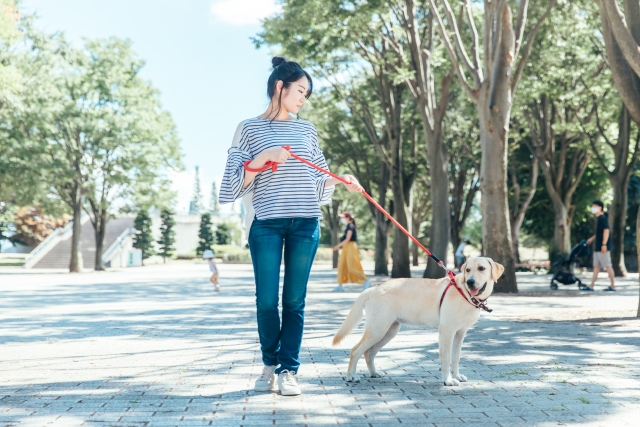 犬と散歩する女性