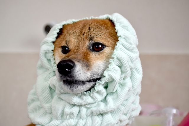 タオルにくるまっている柴犬