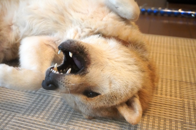 ひっくり返っている柴犬